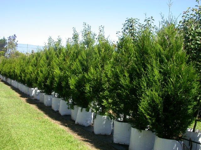 Fertilizing Mature Trees 17