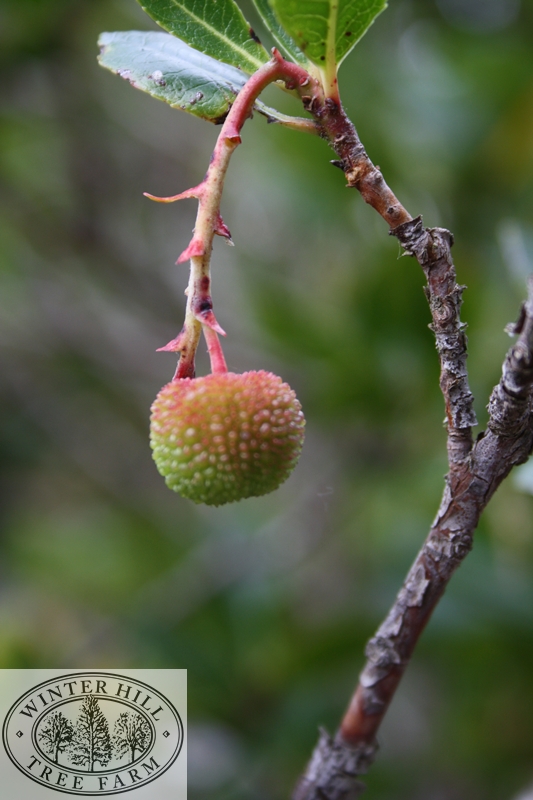 Spring Fruit and bark