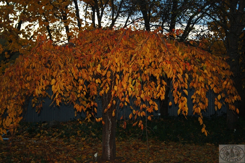 Autumn mature specimen