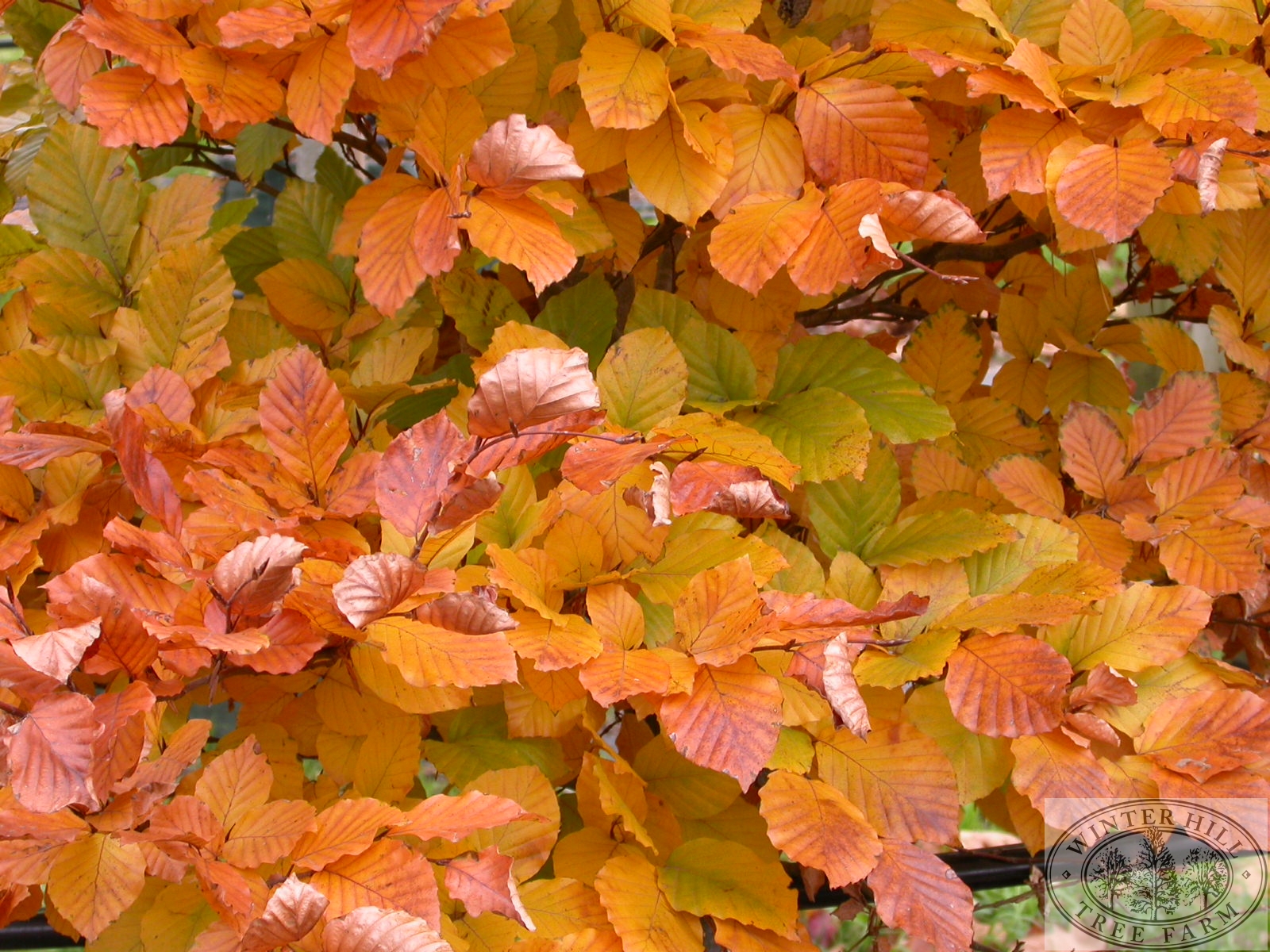 Cuprea Autumn leaves